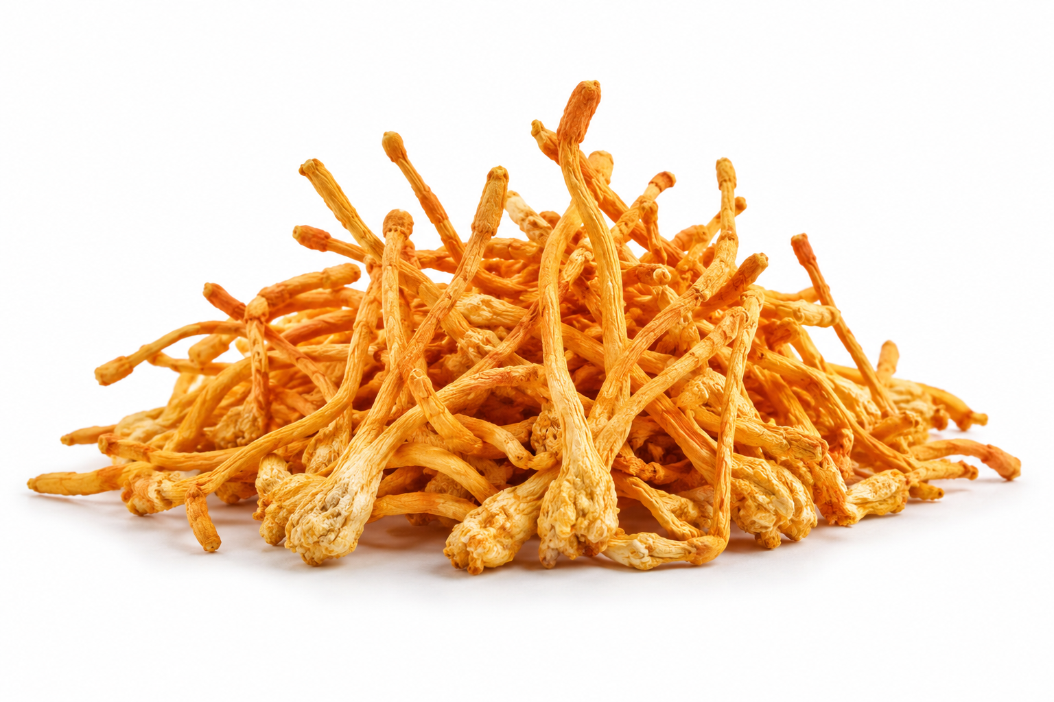 Cordyceps Mycelium Cultured with Bird's Nest Substrate