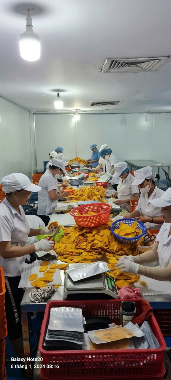 Workers sorting dried mango slices on the processing line