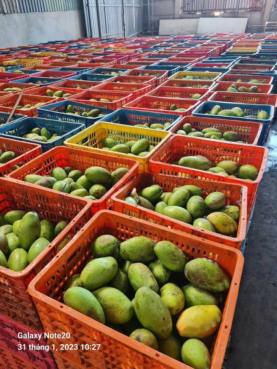 Crates of freshly harvested green mangoes at the warehouse