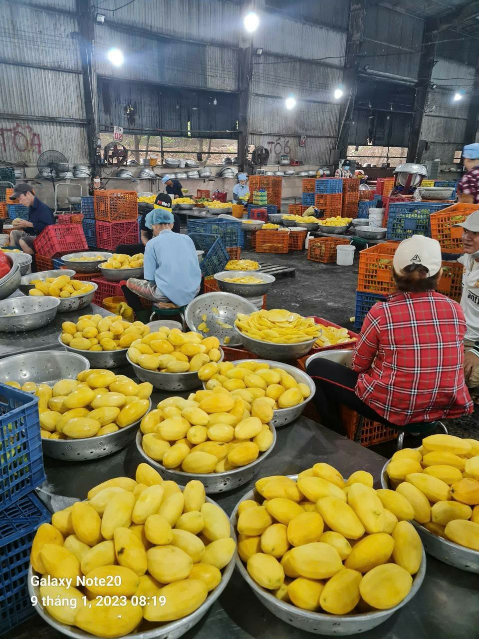 Workers peeling and preparing ripe mangoes at the facility