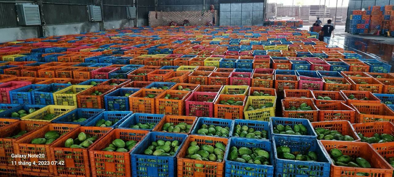 Crates of dragon fruit sorted at the warehouse