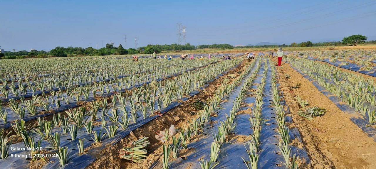 Farm workers harvesting pineapples in the field